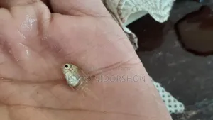 Parrot Fish Baby