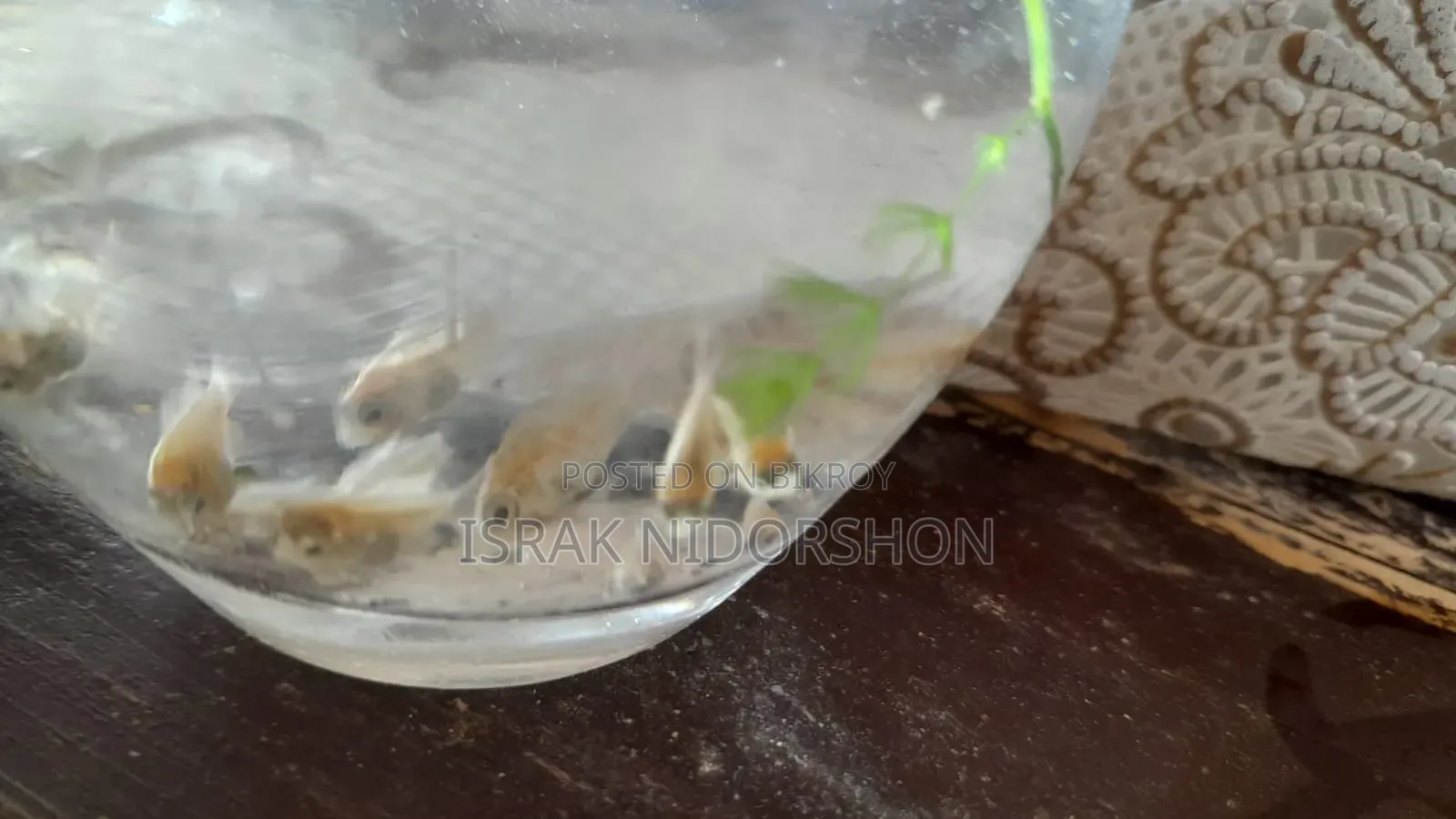Parrot Fish Baby