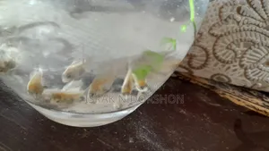 Parrot Fish Baby