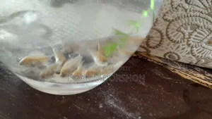 Parrot Fish Baby
