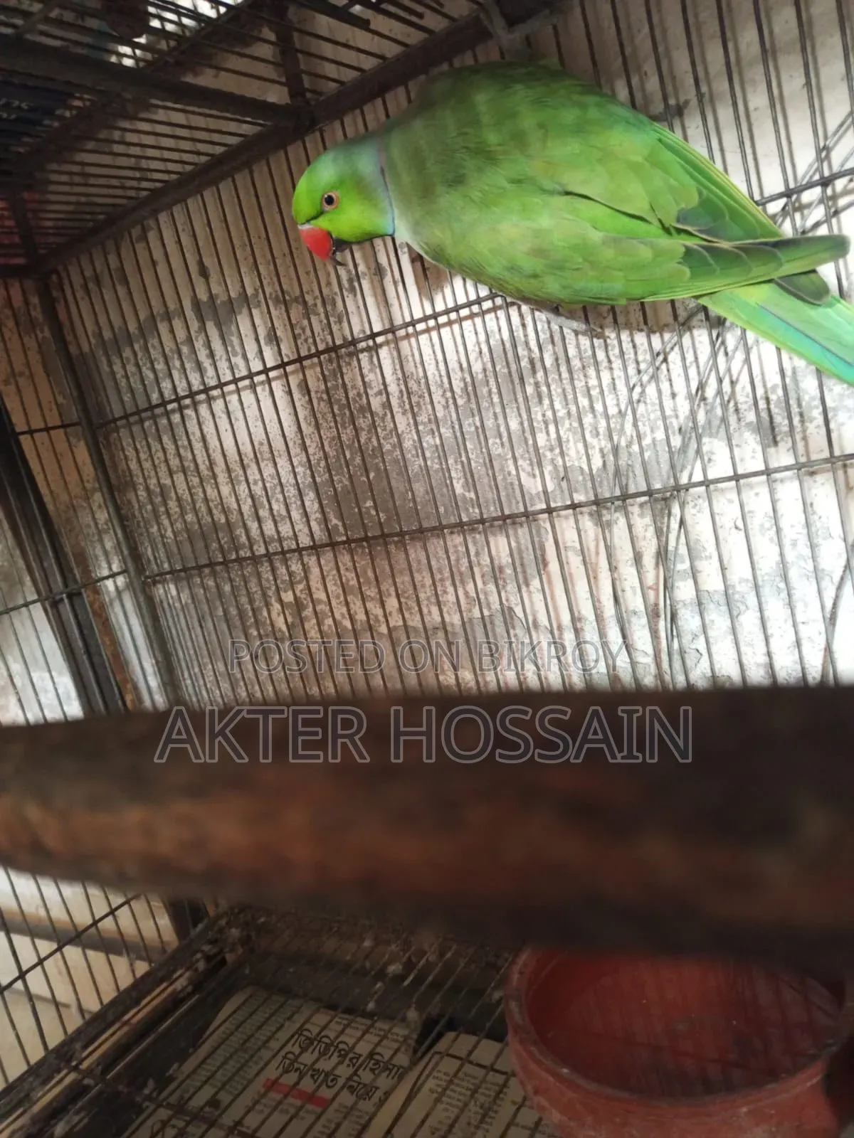 Ringneck Male