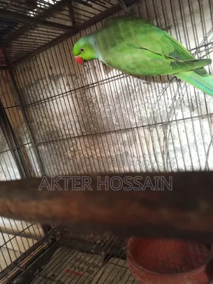 Ringneck Male