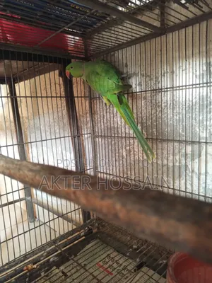 Ringneck Male