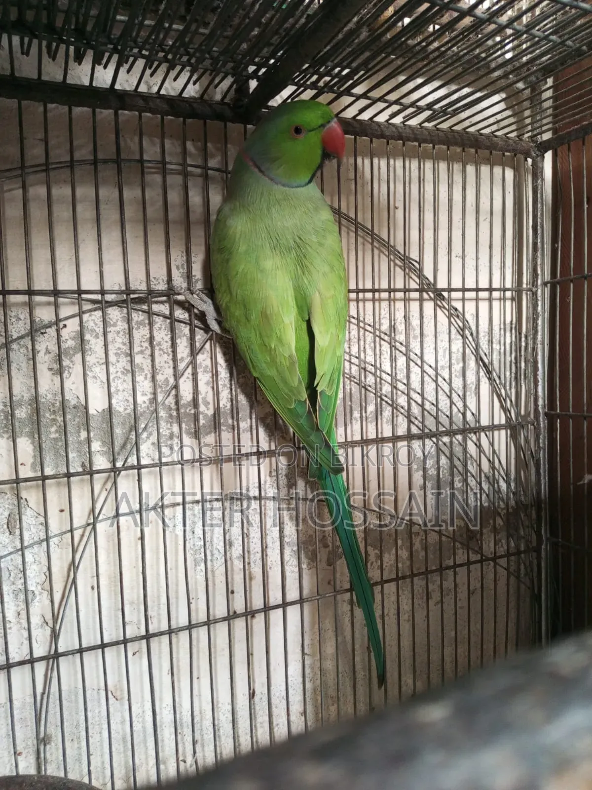 Ringneck Male