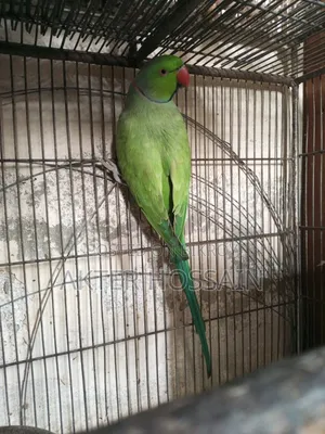 Ringneck Male