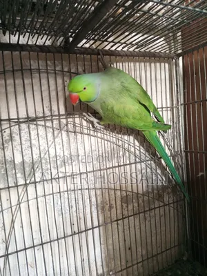 Ringneck Male