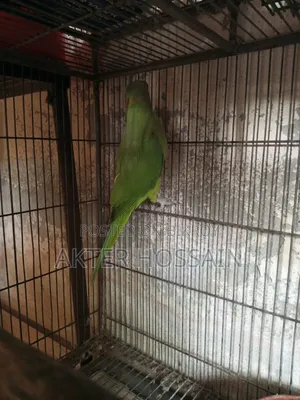 Ringneck Male