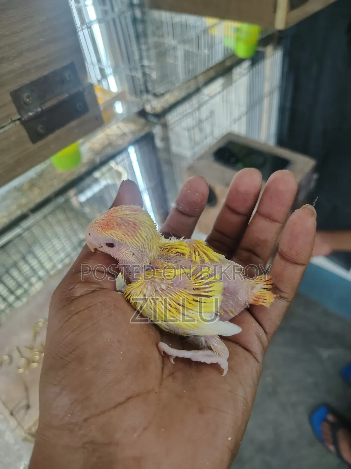 Tame Size Love Bird Baby