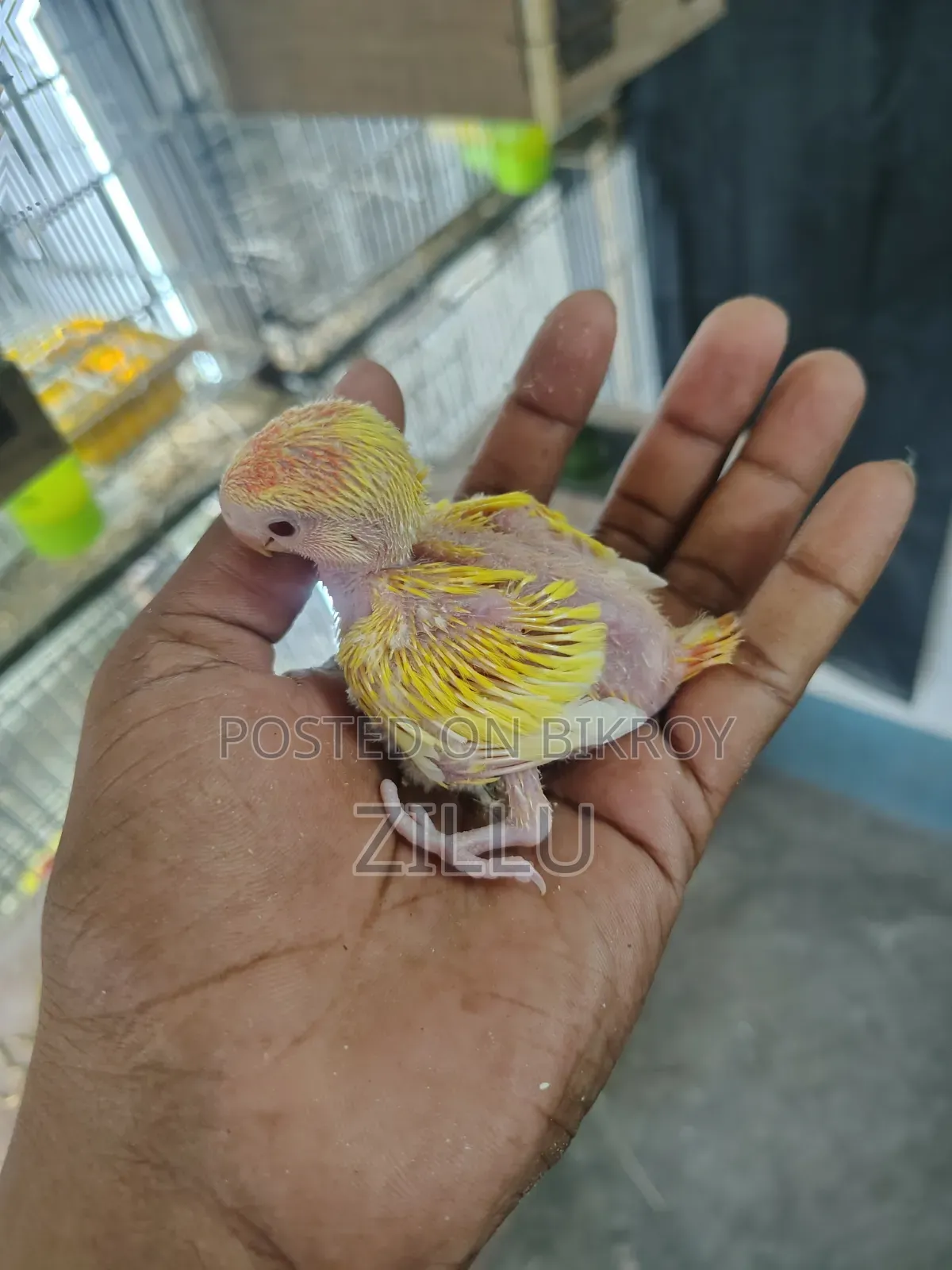 Tame Size Love Bird Baby