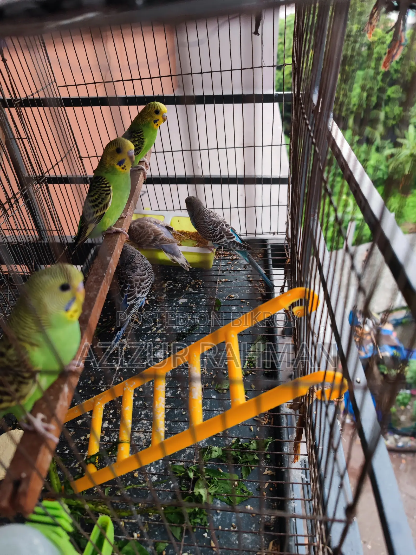 Budgerigar Baby Birds (06 pcs)