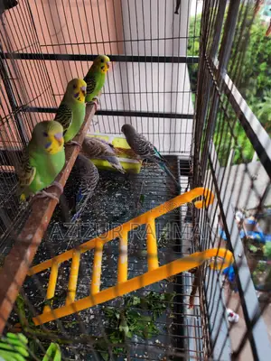 Budgerigar Baby Birds (06 pcs)