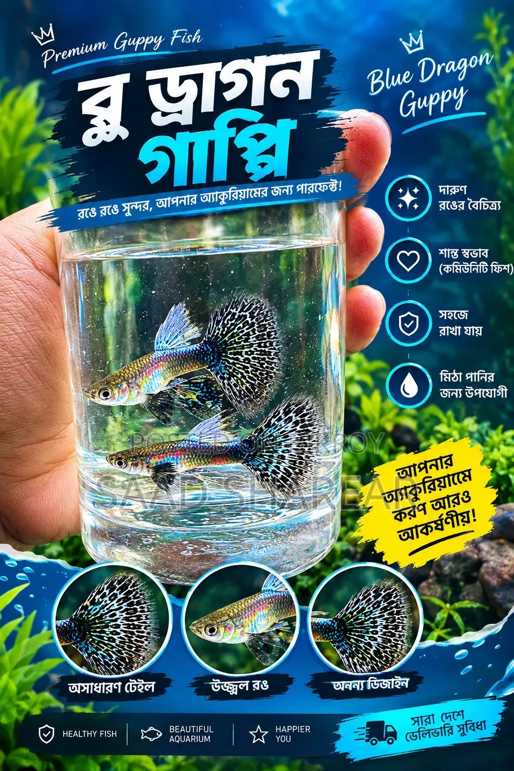 Guppy Blue Dragon