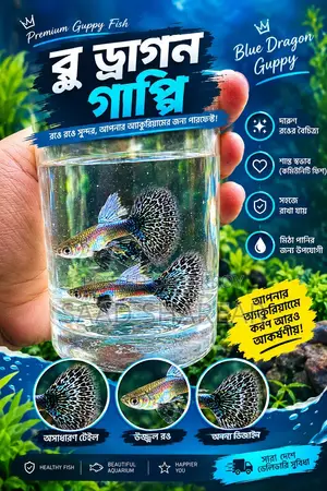 Guppy Blue Dragon