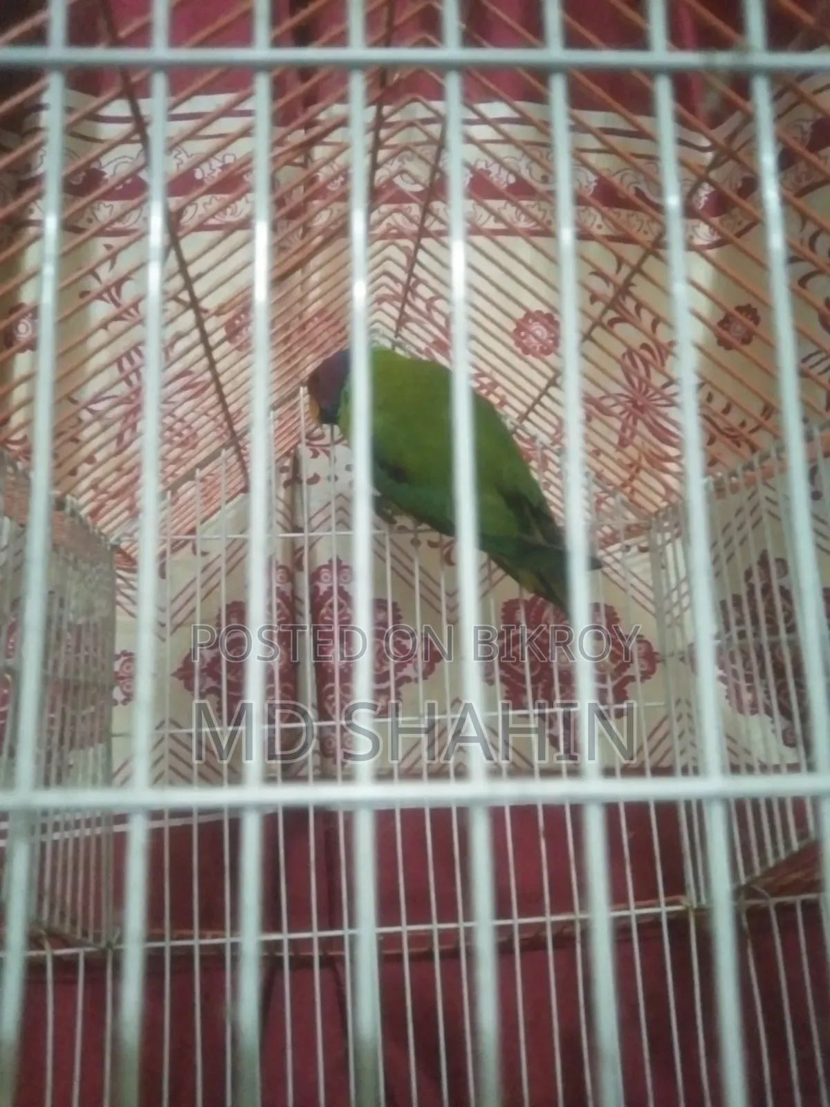 Hiramon Parrot