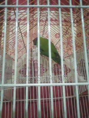 Hiramon Parrot