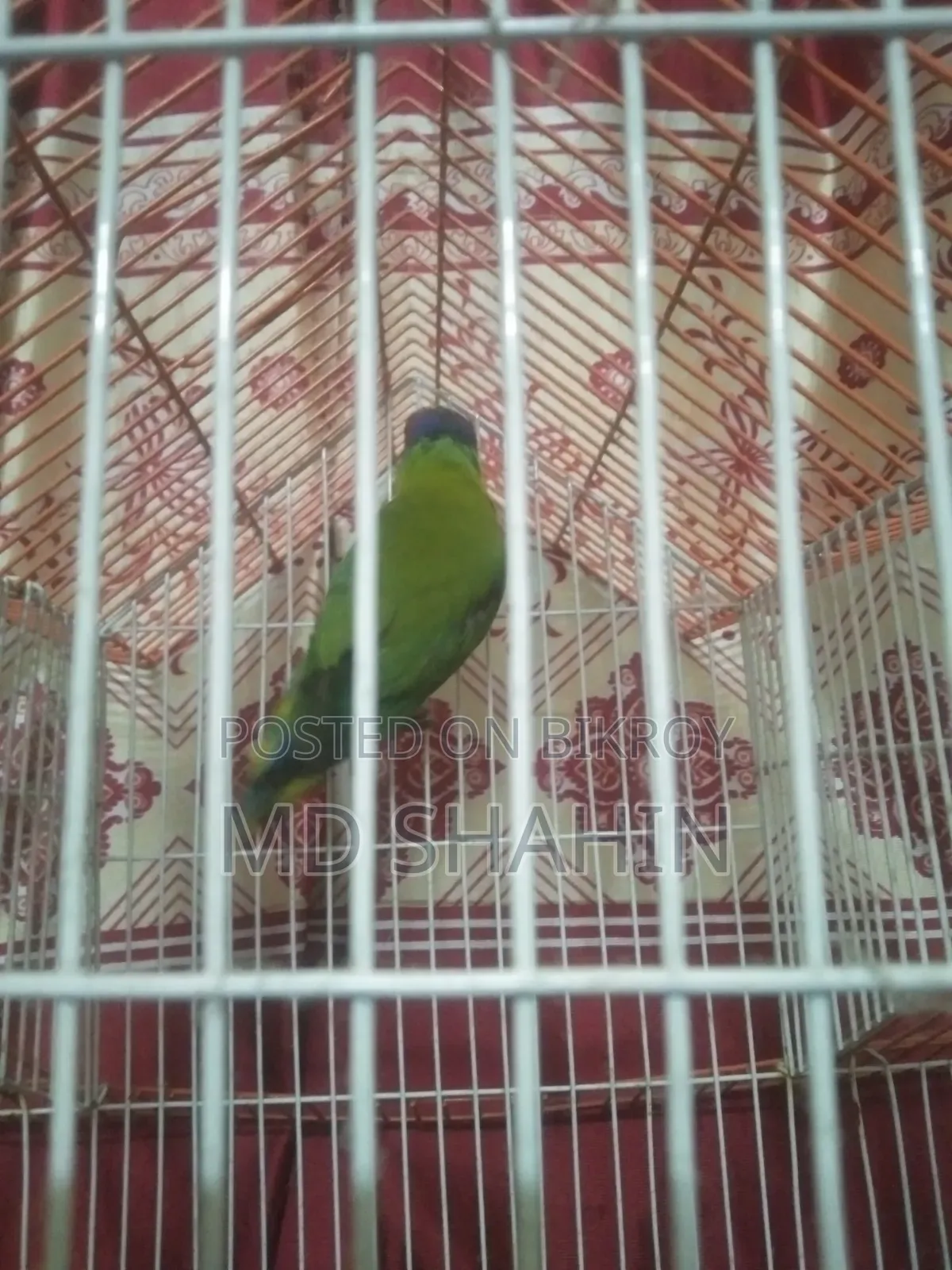 Hiramon Parrot