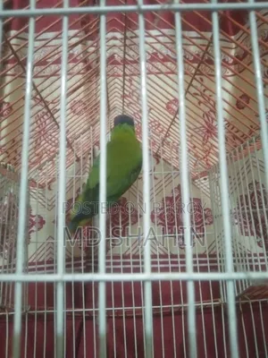 Hiramon Parrot