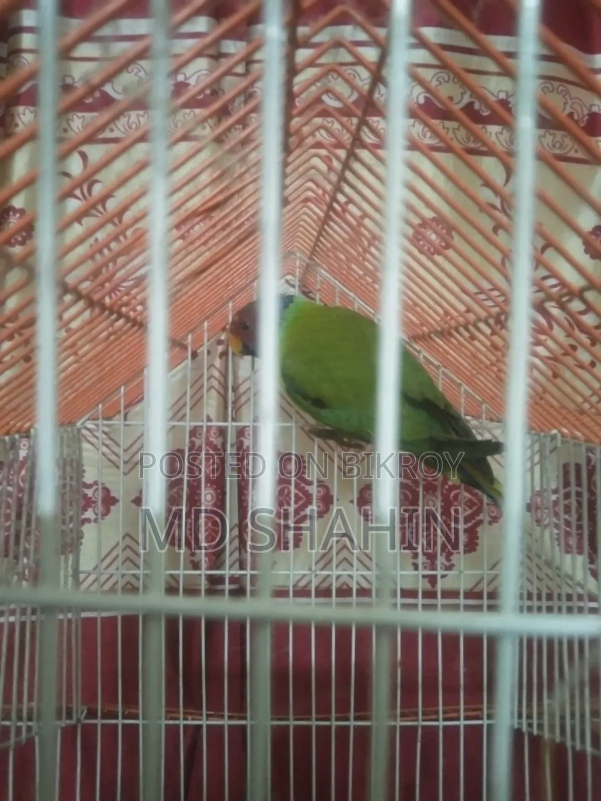 Hiramon Parrot