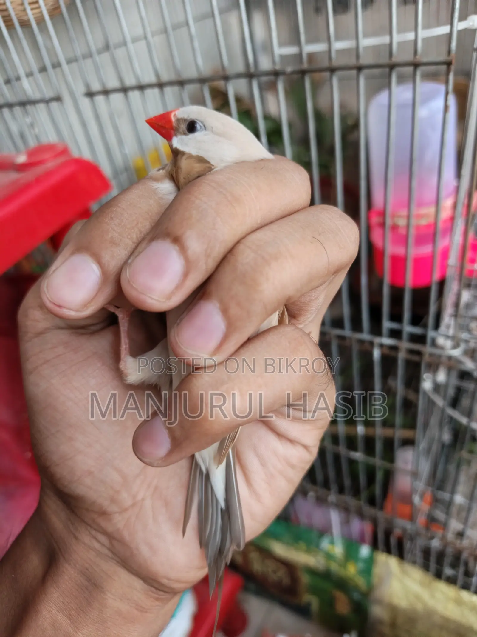 Long Tail Ready for Breed.