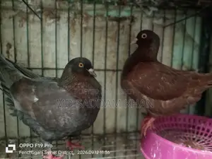 Big Size King Pigeon with Baby.