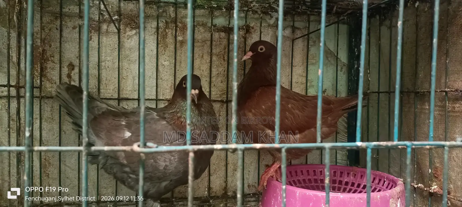 Big Size King Pigeon with Baby.