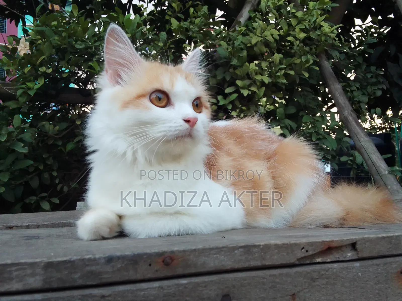 3-6 Months Female Mixed Breed Persian Cat