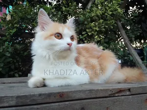 3-6 months Female Mixed Breed Persian