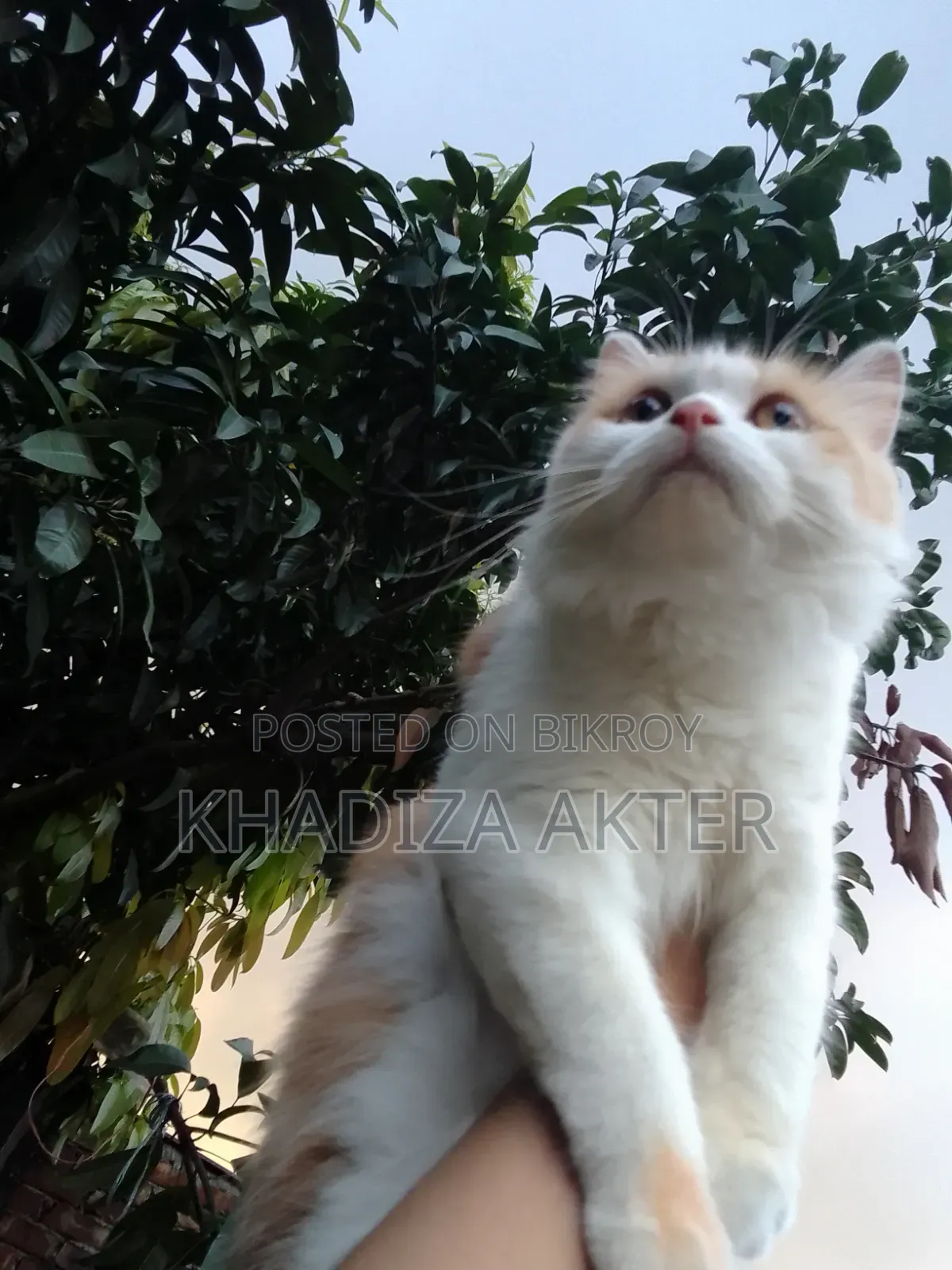 3-6 Months Female Mixed Breed Persian Cat