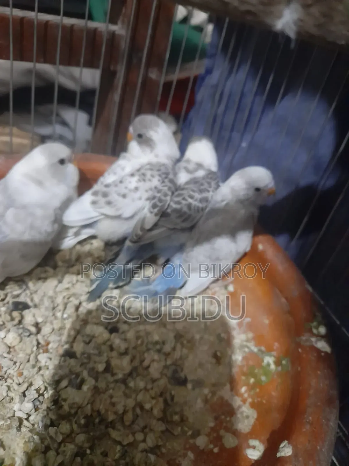 বাজিগর পাখি
