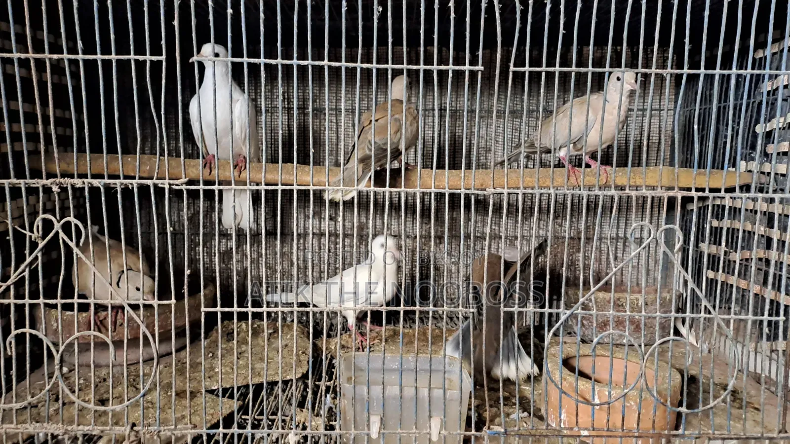 Dove / Dove