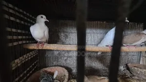 Dove / Dove