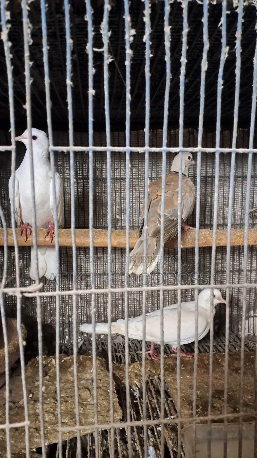 Dove / Dove