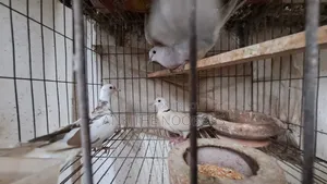 Dove / Dove