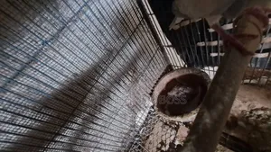 Dove / Dove