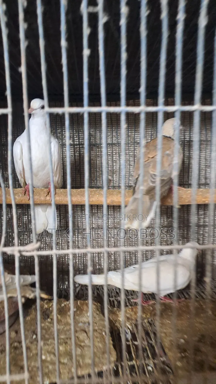 Dove / Dove