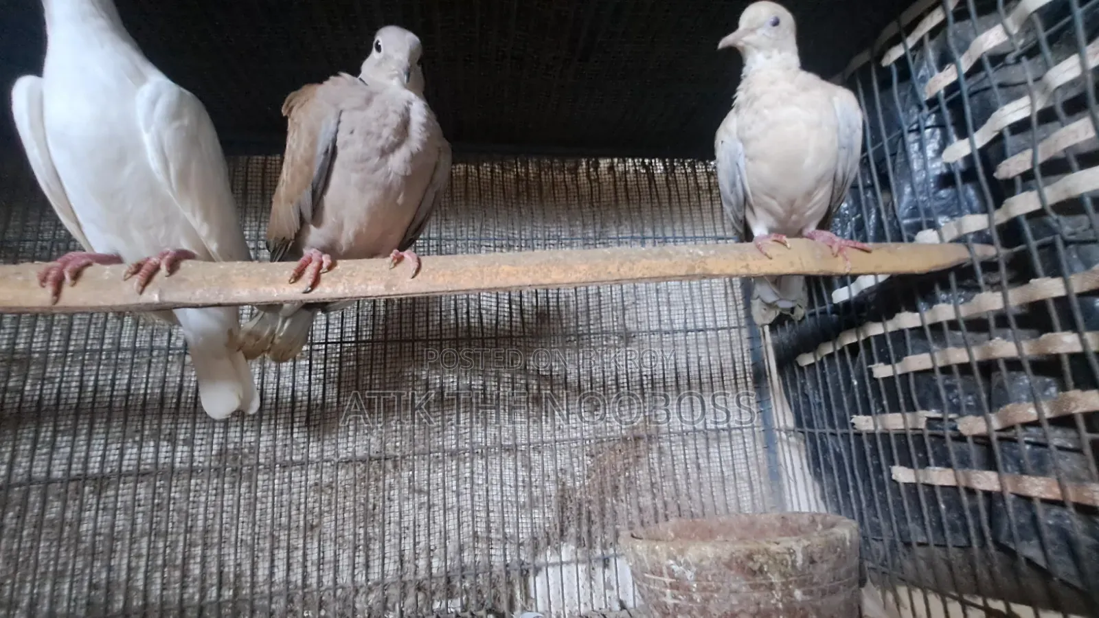Dove / Dove