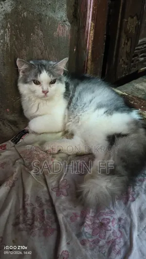 ১-৩ মাস বয়সী নারী বিশুদ্ধ জাতের পার্সিয়ান