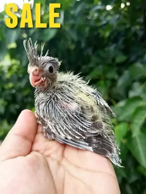 ককাটিয়েল বেবি