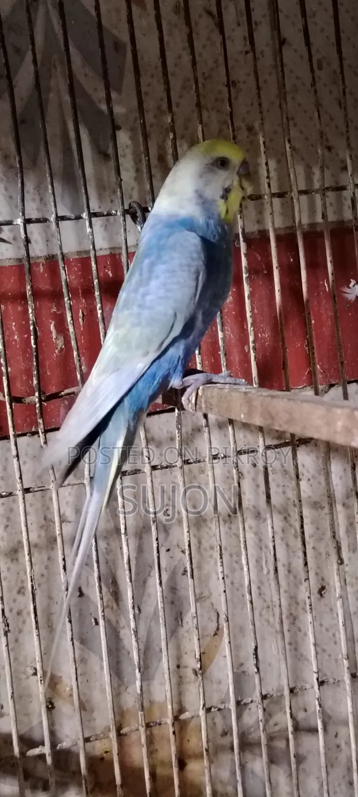 রেনবো বাজিগর পাখি