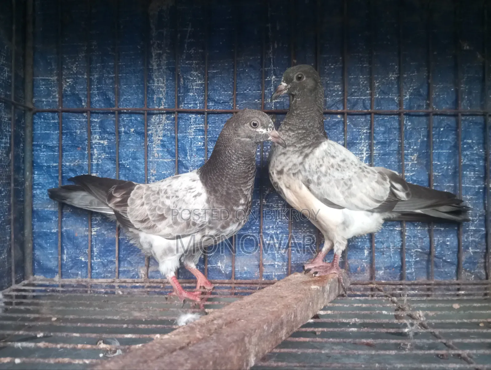 Highflyer Hemar Pigeon