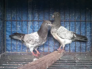 Highflyer Homer Pigeon