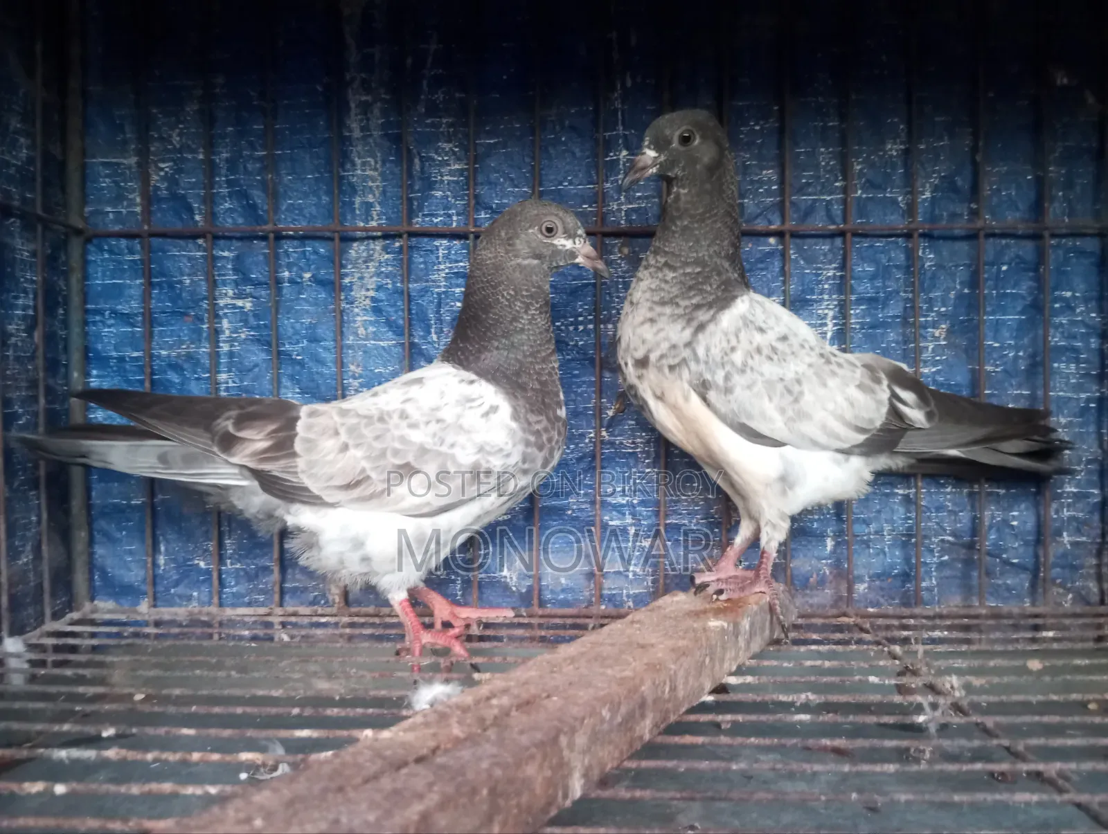 Highflyer Hemar Pigeon