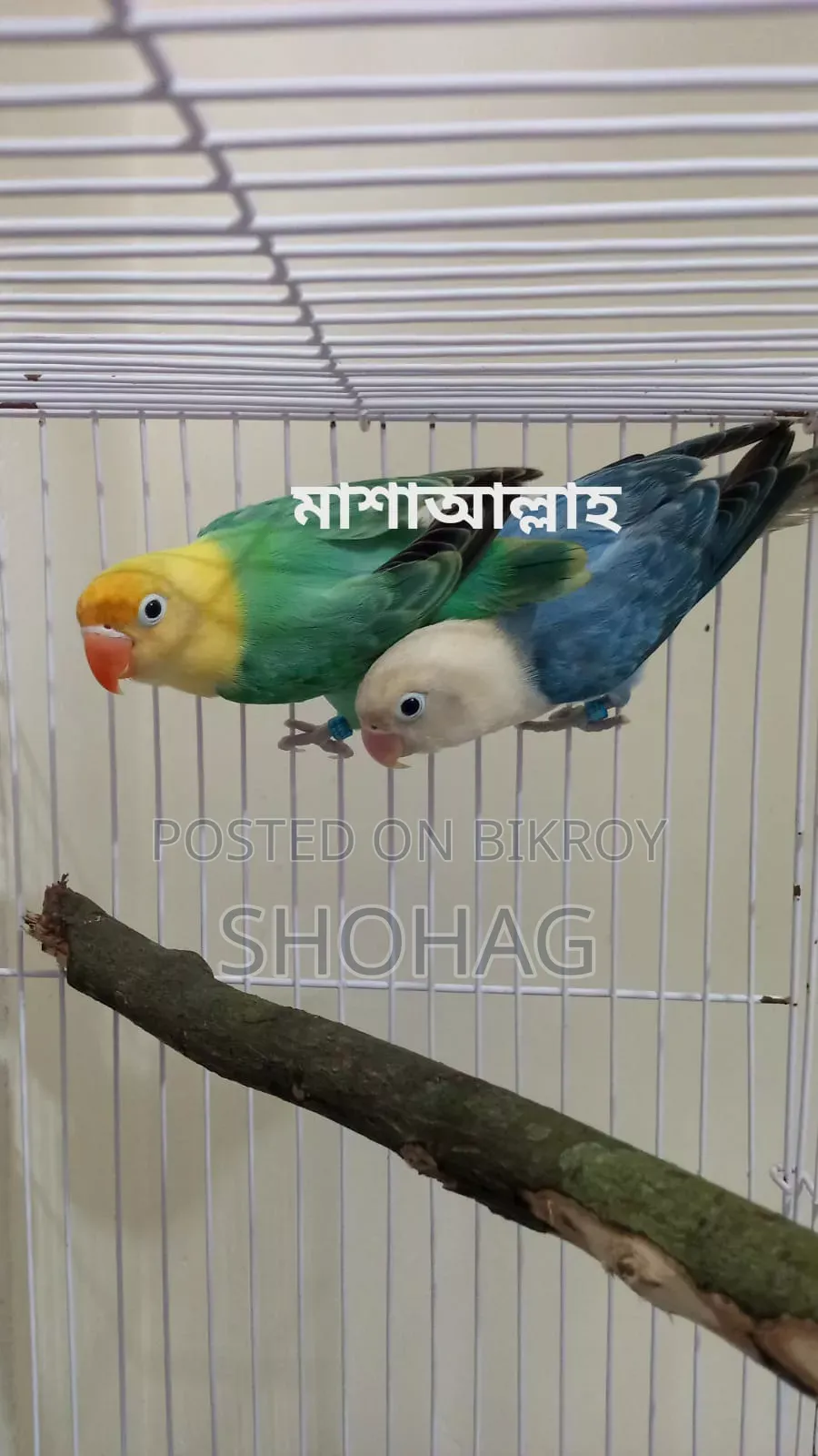 Lovebird Pair for Sale