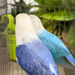 লাভবার্ড লাভবার্ড