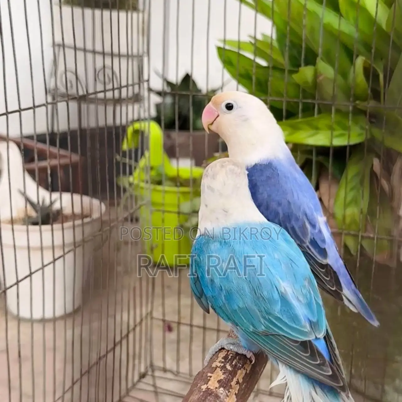 লাভবার্ড লাভবার্ড