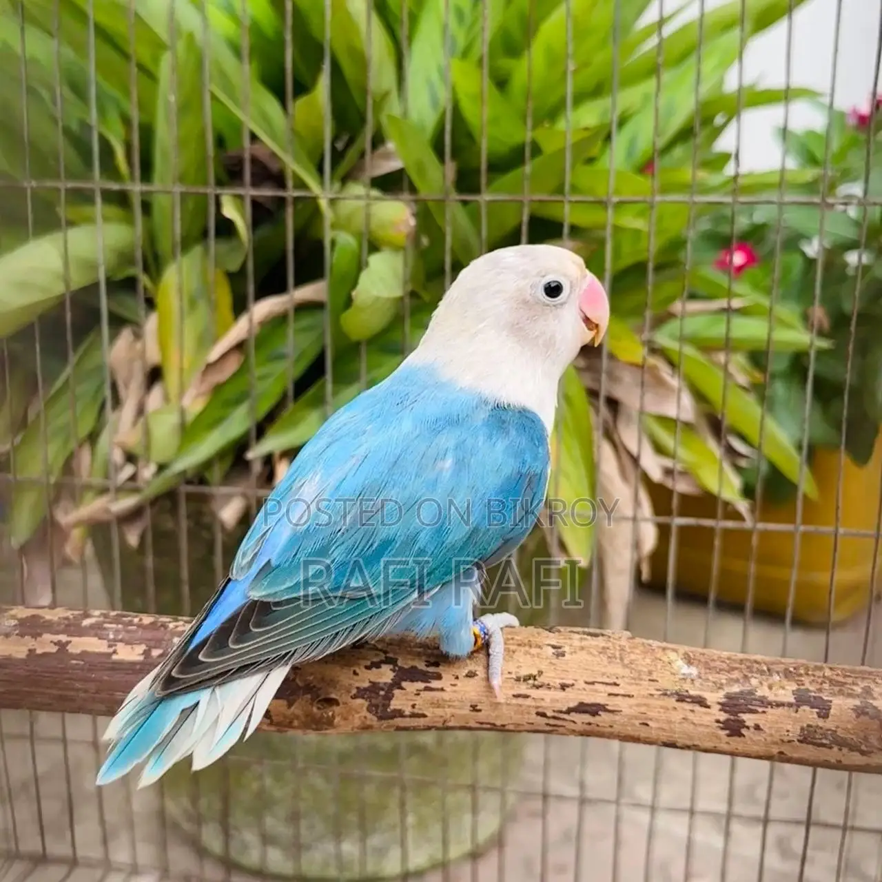 লাভবার্ড লাভবার্ড