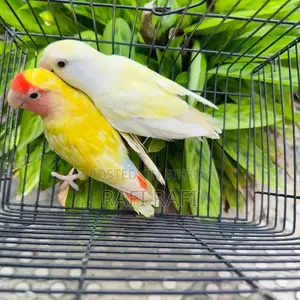 লাভবার্ড লাভবার্ড
