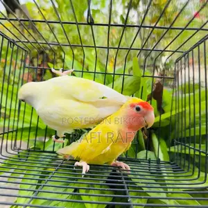 লাভবার্ড লাভবার্ড