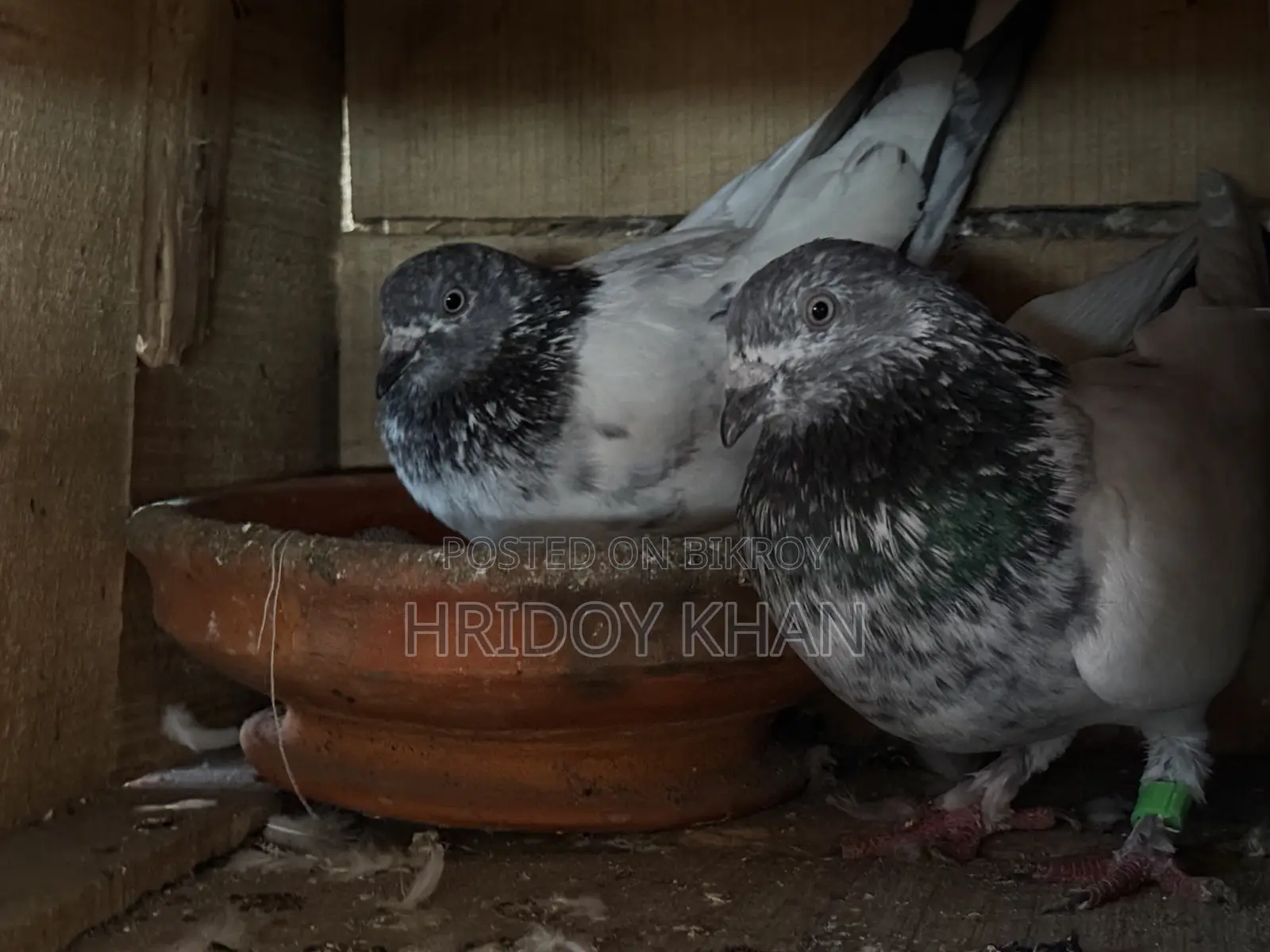 Pigeon Bird