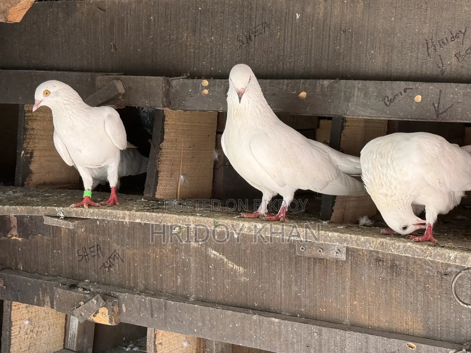 Pigeon Bird